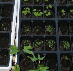 seedlings 1