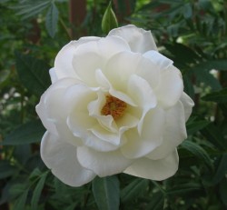 white rose