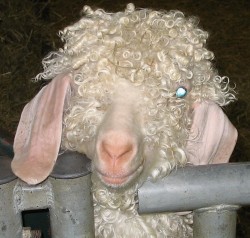 Angora goat