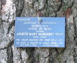 Oak Tree for Ardeth Wood