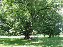 The Mighty Oak Tree at the Arboretum