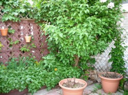 Flower box and tree