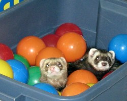 Ferrets in the playroom