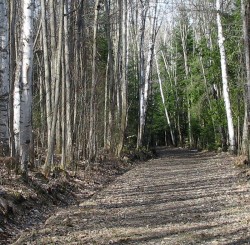 Birches on the hiking trail