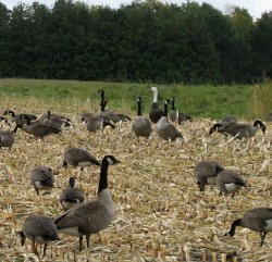 You're not a Canada Goose!
