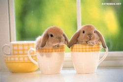 Save the bunnies