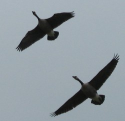 Canada Geese 