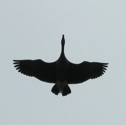 Canada Goose silhouette