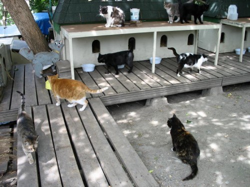 The Parliament Hill Cat Colony