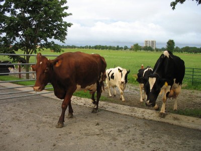 Cows come home at dawn!