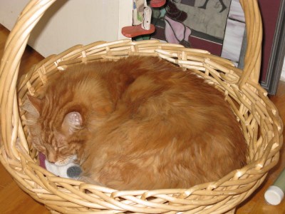 Duncan curled up in his basket