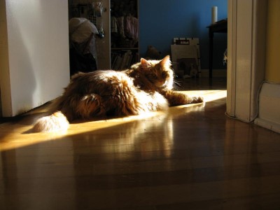 Duncan basking in a sunbeam