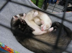 Cuddly sleepy ferrets