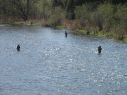 Anglers on the Grand River