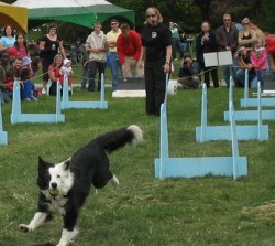 Flyball Racer