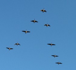 Canada Geese in V Formation