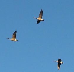 Canada Geese in flight