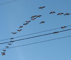 Canada Geese over my house