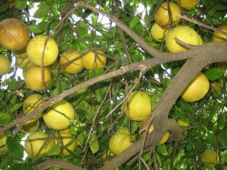 Grapefruit Tree