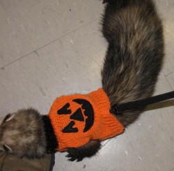 Halloween ferret checking out my shoe