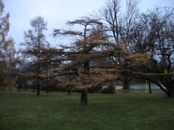 Larch Tree, November 20 2007