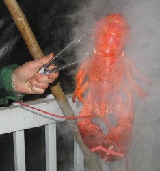 Poor Lobster