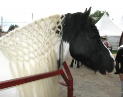 Well groomed horse