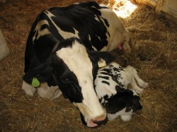 newborn calf