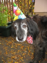 Sam the birthday dog