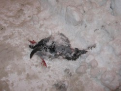 Dead pigeon #1