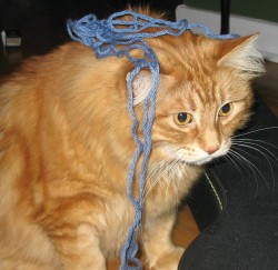 It's true what they say about cats and yarn