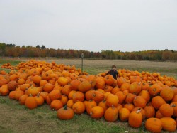 pumpkins