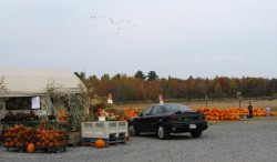 pumpkins, geese and foliage for andrewzrx
