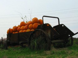 Wagonload of pumpkins