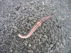 January worm