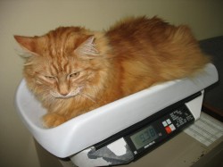 Duncan on the scales