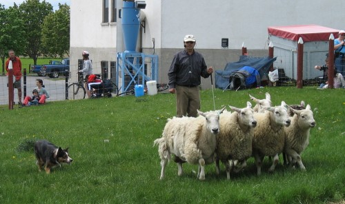 Sheep herding