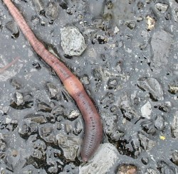 Earthworm