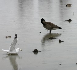 Life on the new lake