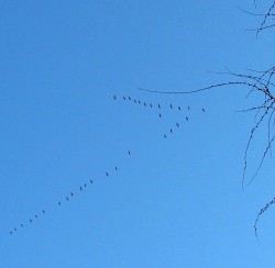 My geese have come home!