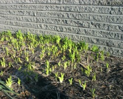 Shoots in Ida's Garden at the Dalhousie Community Centre