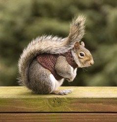 squirrel in a sweater