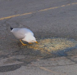 Seagull eating vomit