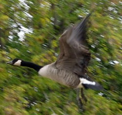 Canada Goose Taking Off