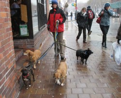 Dogs in Toronto