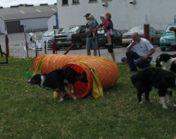 Dog through tunnel