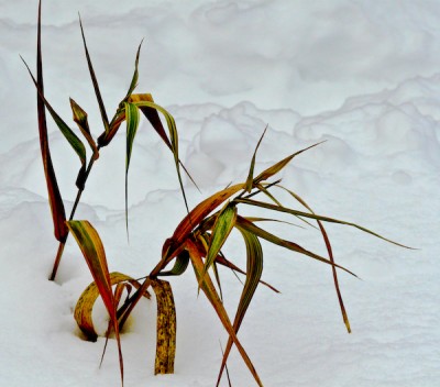Weeds in Snow, by Robin Kelsey