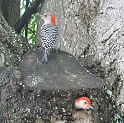 Woodpeckers