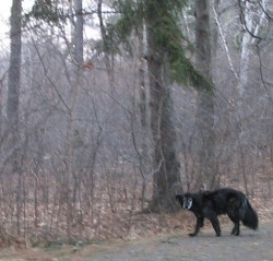 Me, out in the woods