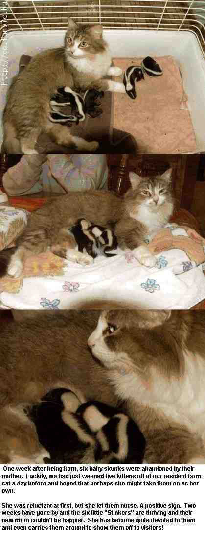 Cat nursing skunks